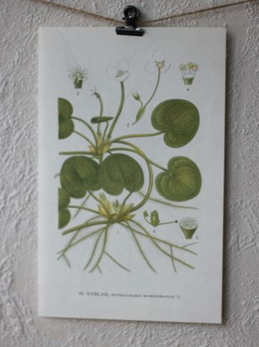 Florabild - Dyblad