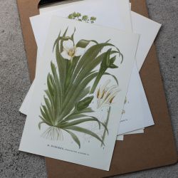 Florabild - Dyborre