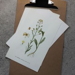 Florabild - Dådra