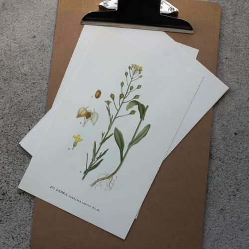 Florabild - Dådra