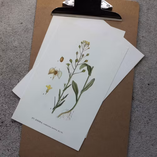 Florabild - Dådra