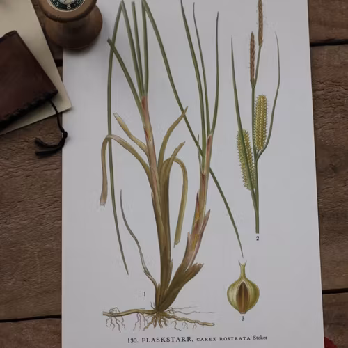 Florabild - Flaskstarr