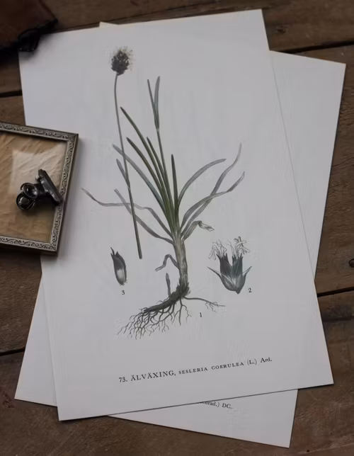 Florabild - Älväxing