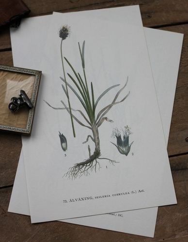 Florabild - Älväxing