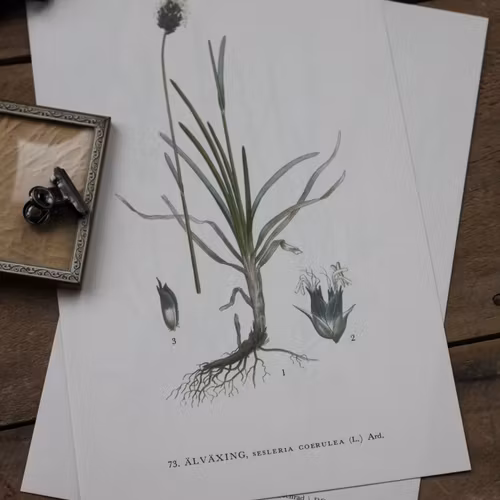 Florabild - Älväxing