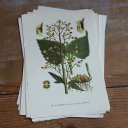 Florabild - Flenört