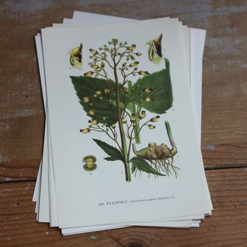 Florabild - Flenört