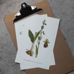 Florabild - Flugblomster