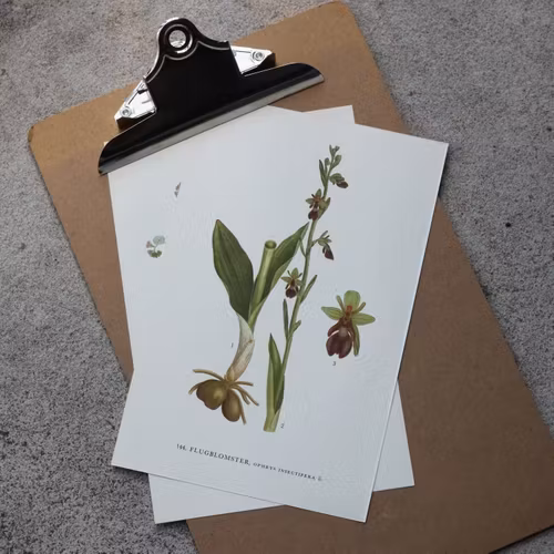 Florabild - Flugblomster