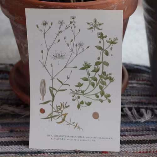 Florabild - Grässtjärnlomma, Våtarv