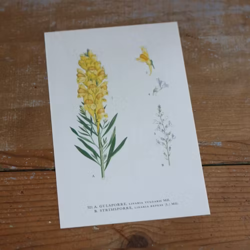 Florabild - Gulsporre