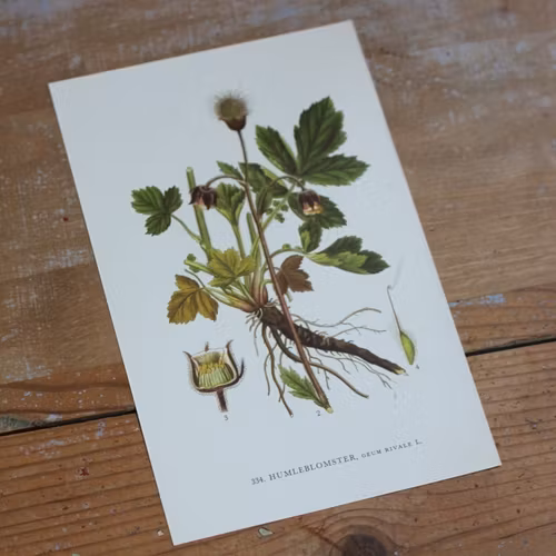 Florabild - Humleblomster