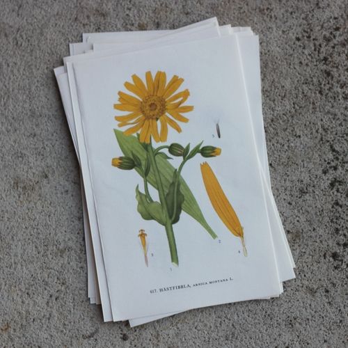 Florabild - Hästfibbla