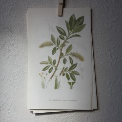 Florabild - Jolster