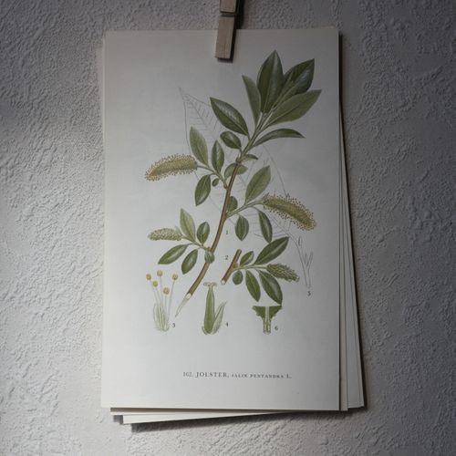 Florabild - Jolster