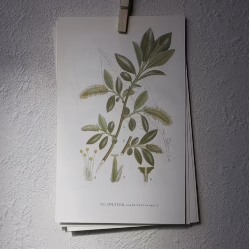 Florabild - Jolster