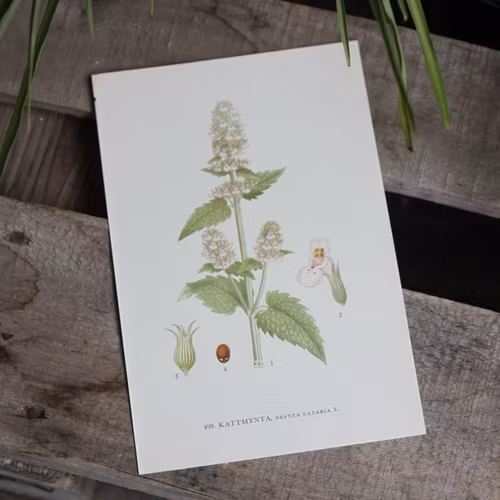 Florabild - Kattmynta