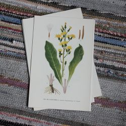 Florabild - Klasefibbla