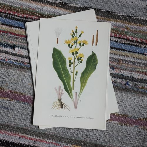 Florabild - Klasefibbla