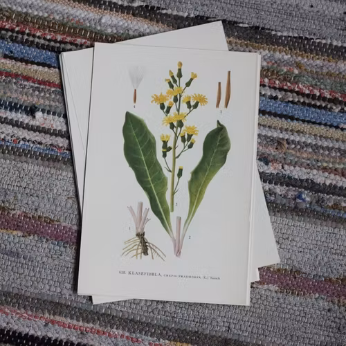 Florabild - Klasefibbla