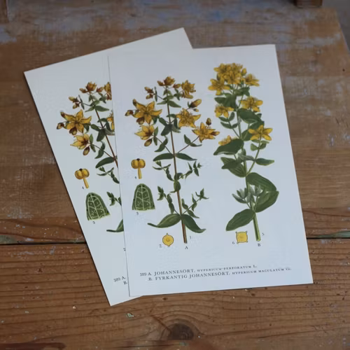 Florabild - Johannesört