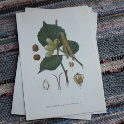 Florabild - Hassel