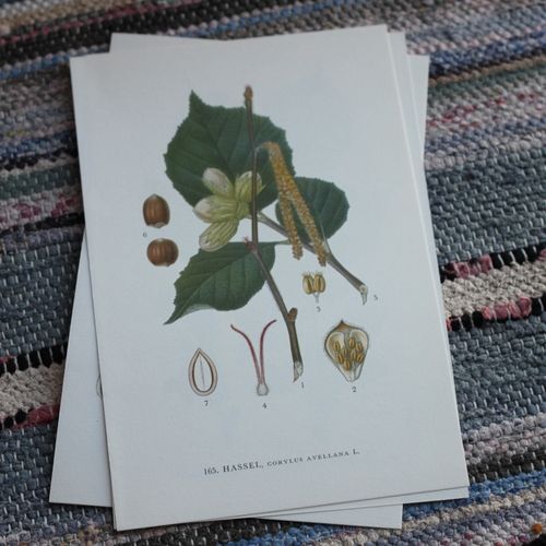 Florabild - Hassel
