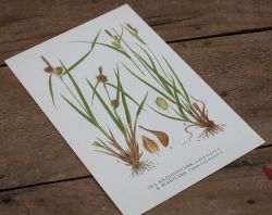 Florabild - Knaggestarr, Blekstarr