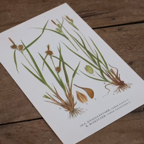 Florabild - Knaggestarr, Blekstarr