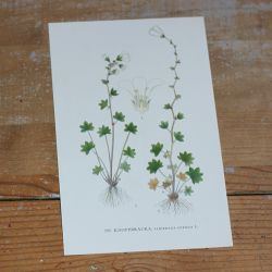 Florabild - Knoppbräcka
