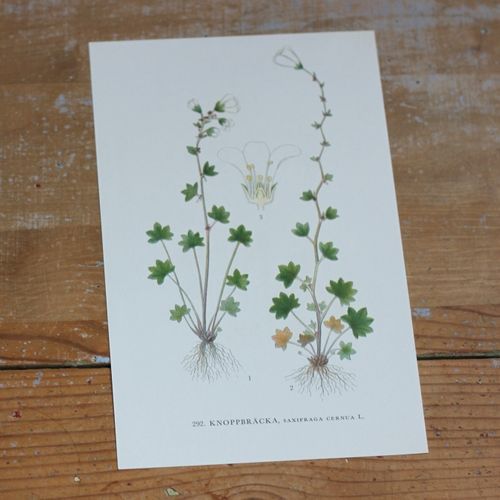 Florabild - Knoppbräcka