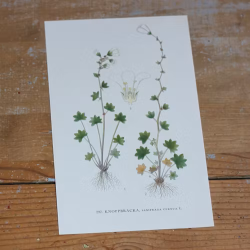 Florabild - Knoppbräcka