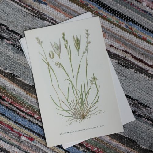 Florabild - Knägräs