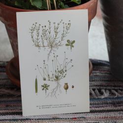 Florabild - Krypnarv, Sylnarv