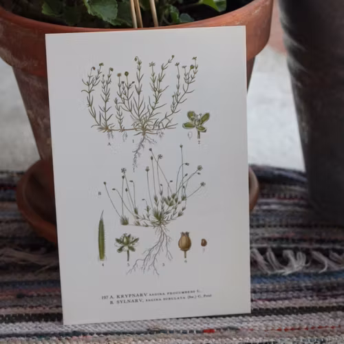 Florabild - Krypnarv, Sylnarv