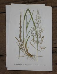 Florabild - Madrör