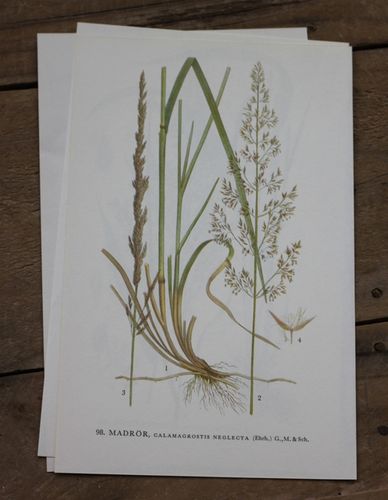 Florabild - Madrör