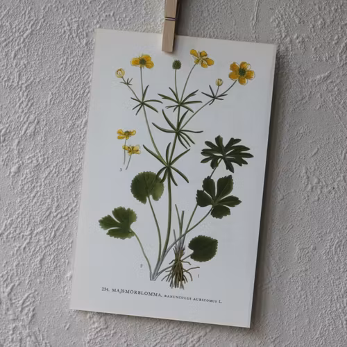 Florabild - Majsmörblomma