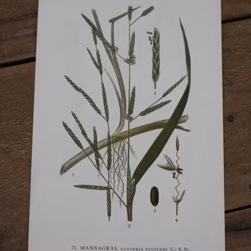 Florabild - Mannagräs