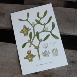 Florabild - Mistel