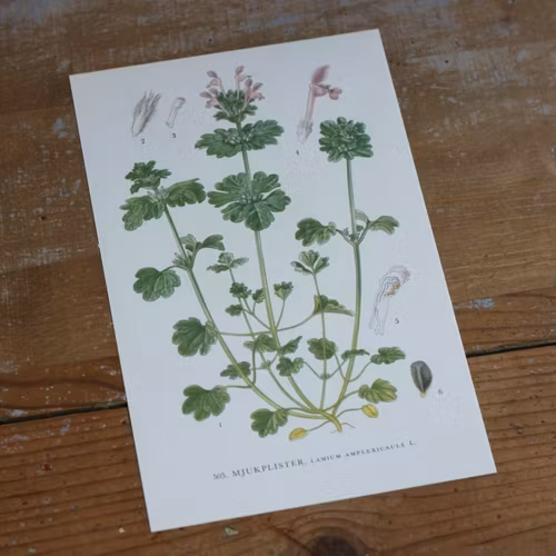 Florabild - Mjukplister