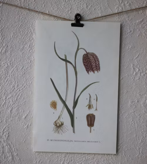 Florabild - Kungsängslilja