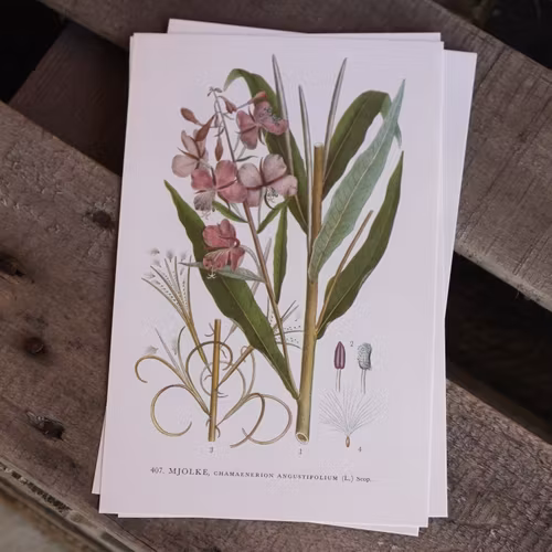 Florabild - Mjölke
