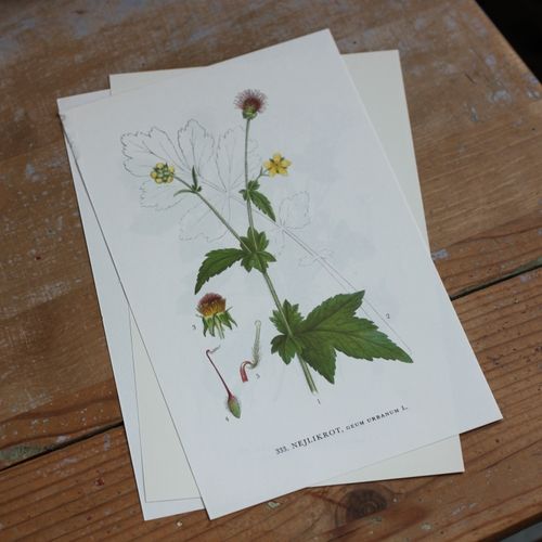 Florabild - Nejlikrot