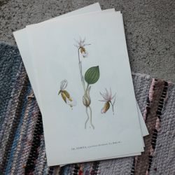 Florabild - Norna