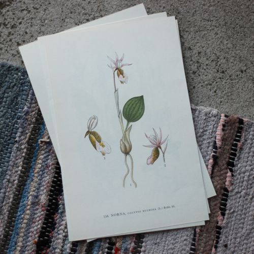 Florabild - Norna