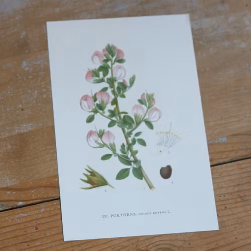 Florabild - Puktörne
