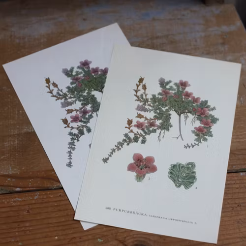 Florabild - Purpurbräcka