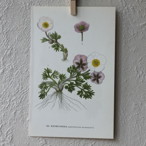 Florabild - Renblomma