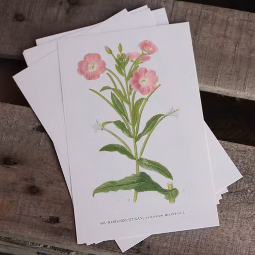Florabild - Rosenduntrav